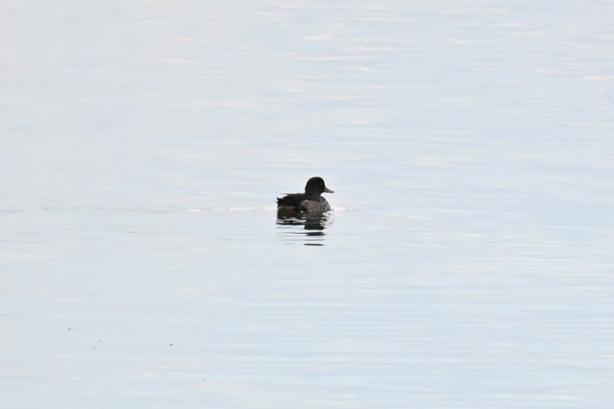 bergand - ML646474113