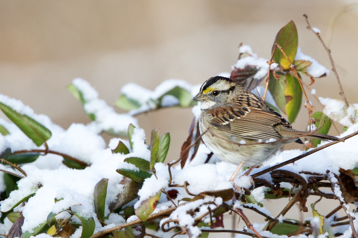White-throated Sparrow - ML646474116