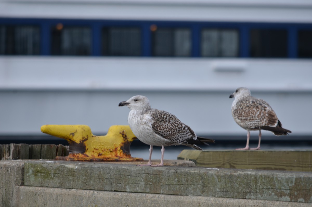 Gavión Atlántico - ML646474117