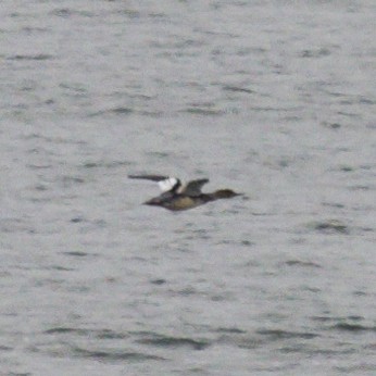 Red-breasted Merganser - ML646474119