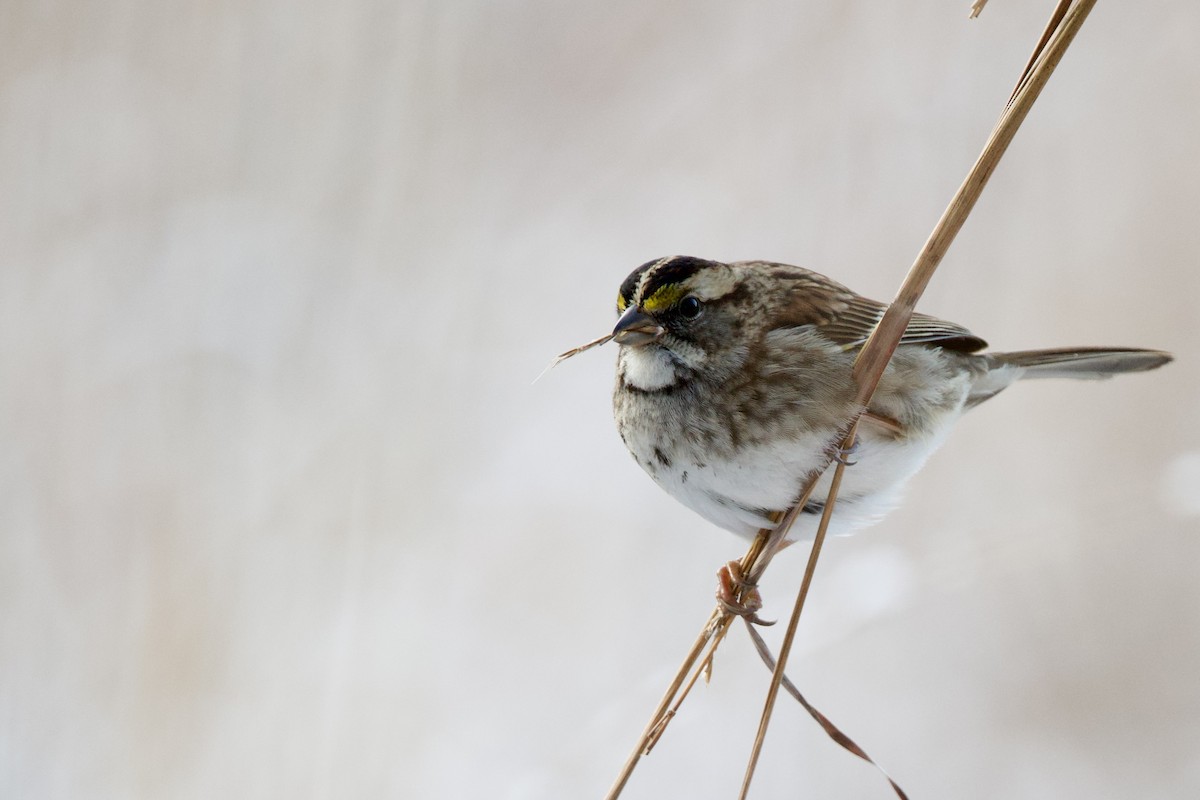 White-throated Sparrow - ML646474122