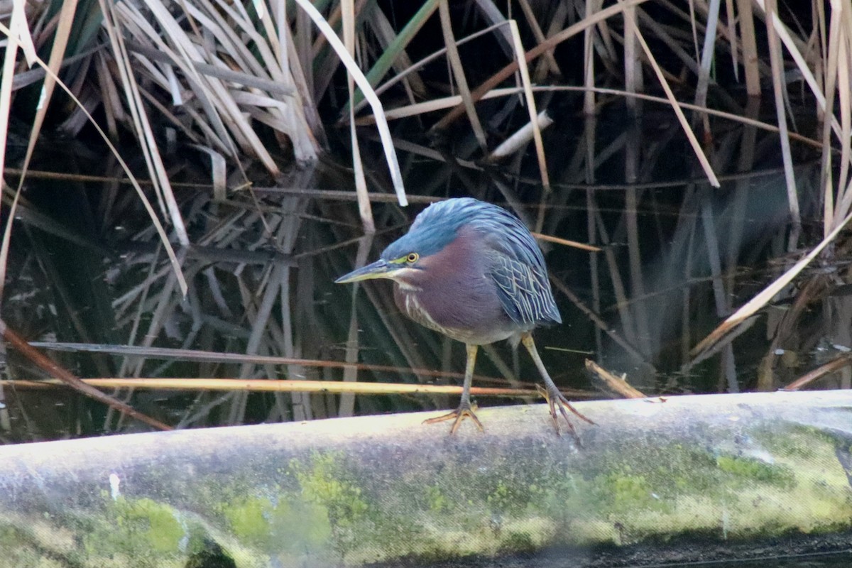 Green Heron - ML646474125