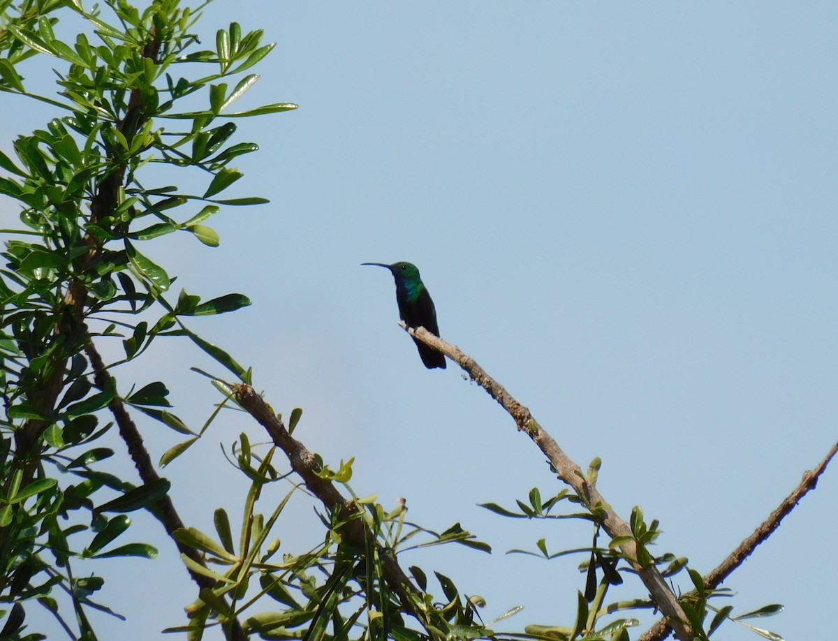 Зеленогрудый манго - ML646474126