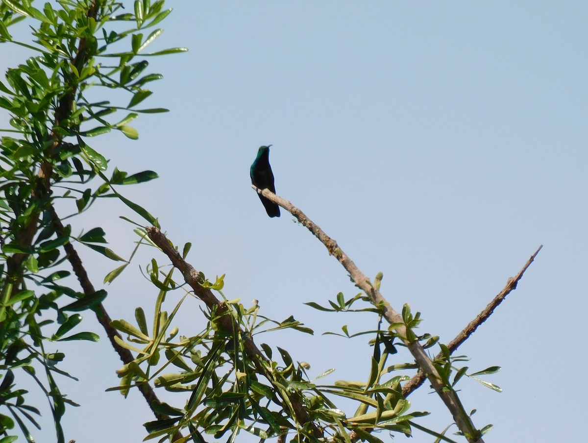 Зеленогрудый манго - ML646474127