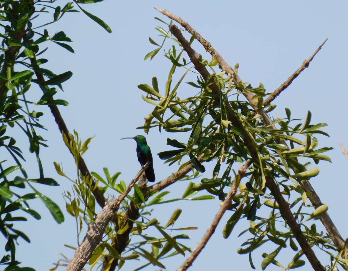 Зеленогрудый манго - ML646474128