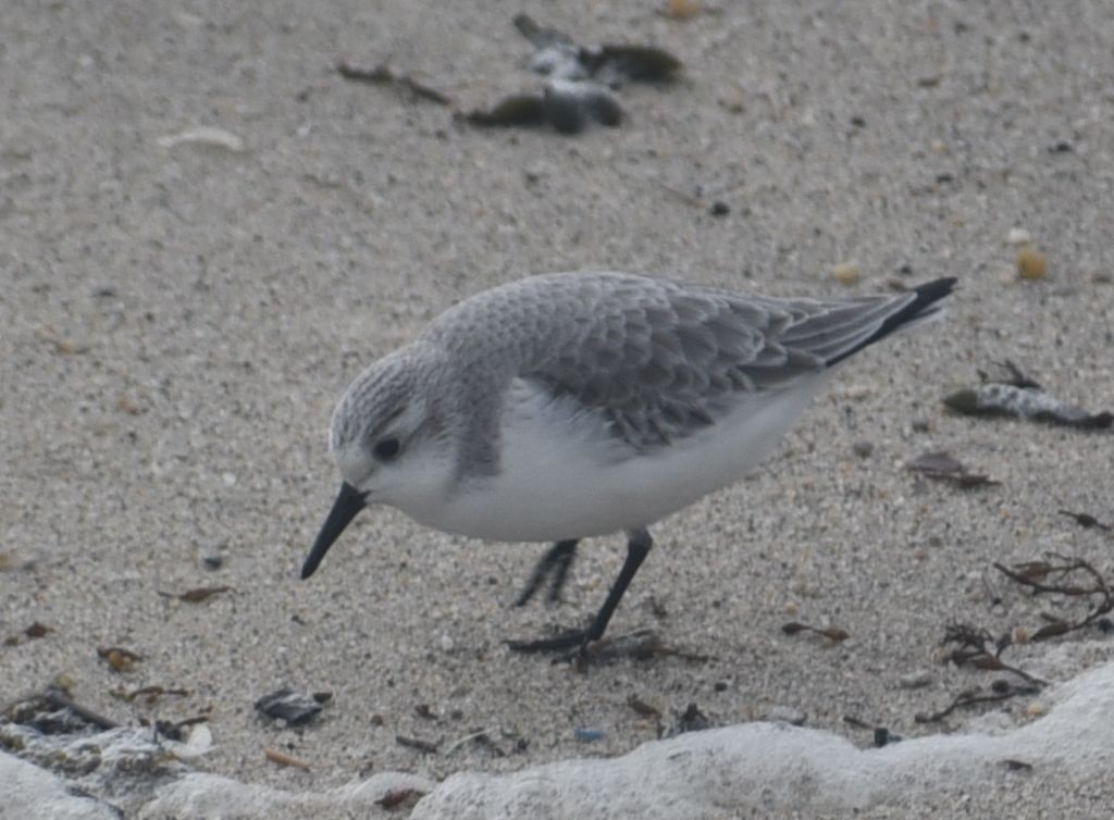 Sanderling - ML646474130