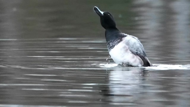 polák vlnkovaný - ML646474133