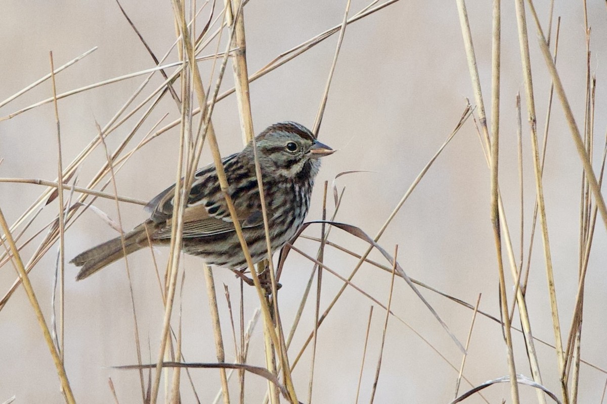 Song Sparrow (melodia/atlantica) - ML646474139