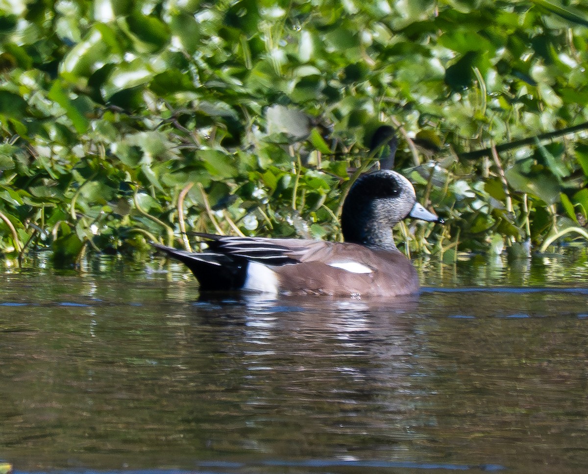 アメリカヒドリ - ML646474145
