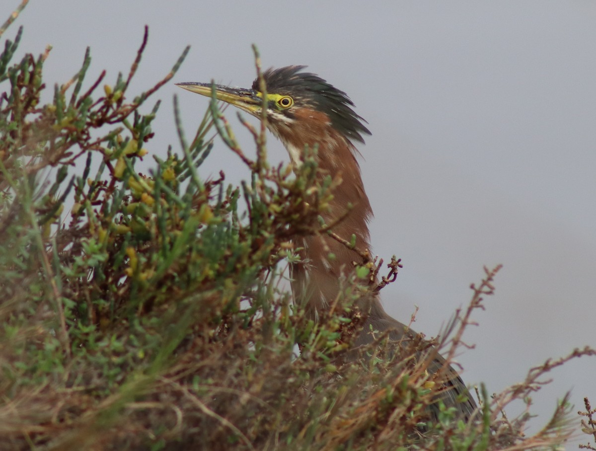 Green Heron - ML646474146