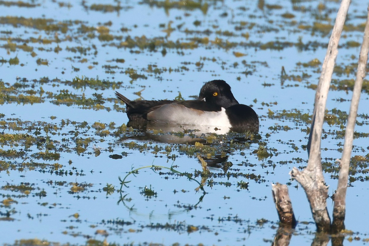 Ring-necked Duck - ML646474148