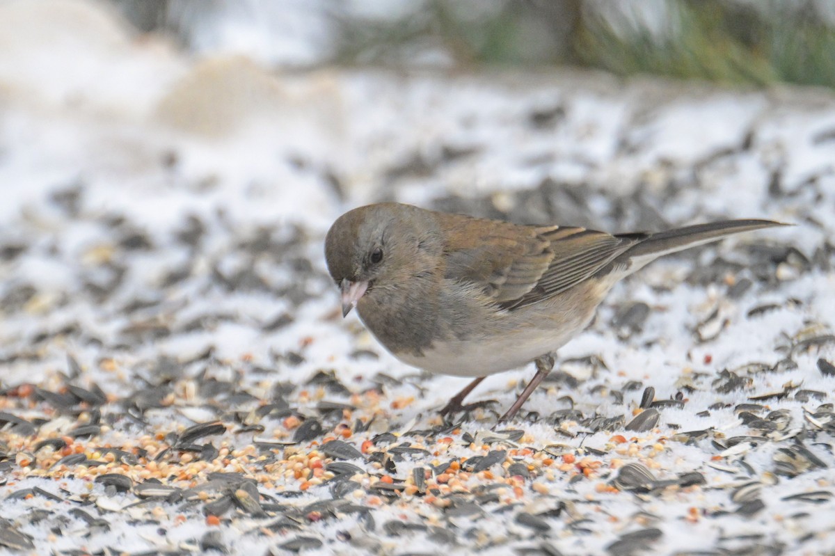 Dark-eyed Junco - ML646474149