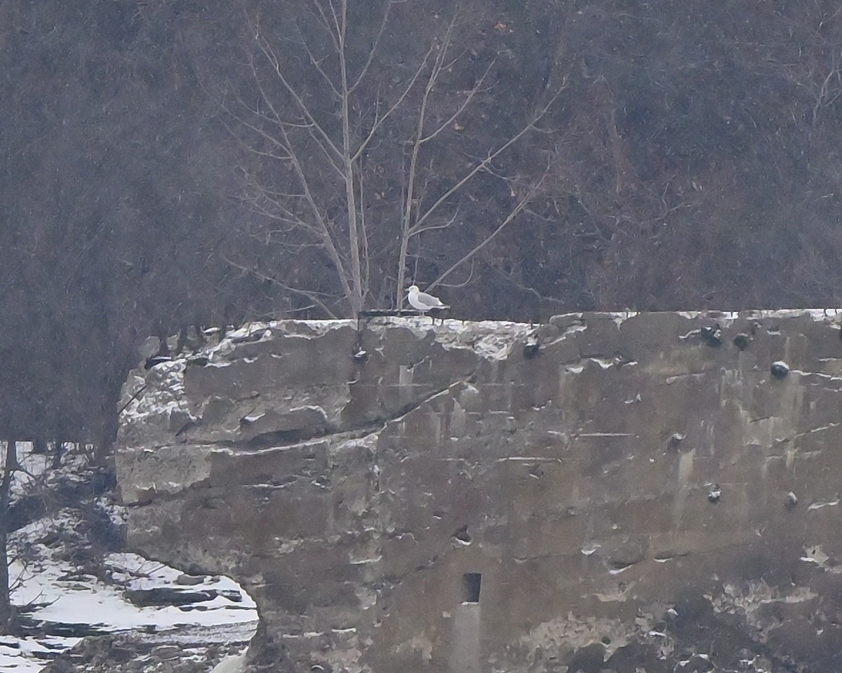 Möwe, unbestimmt - ML646474150