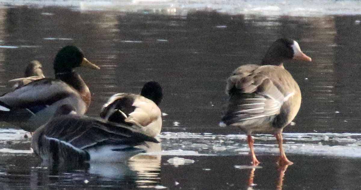 Greater White-fronted Goose - ML646474152