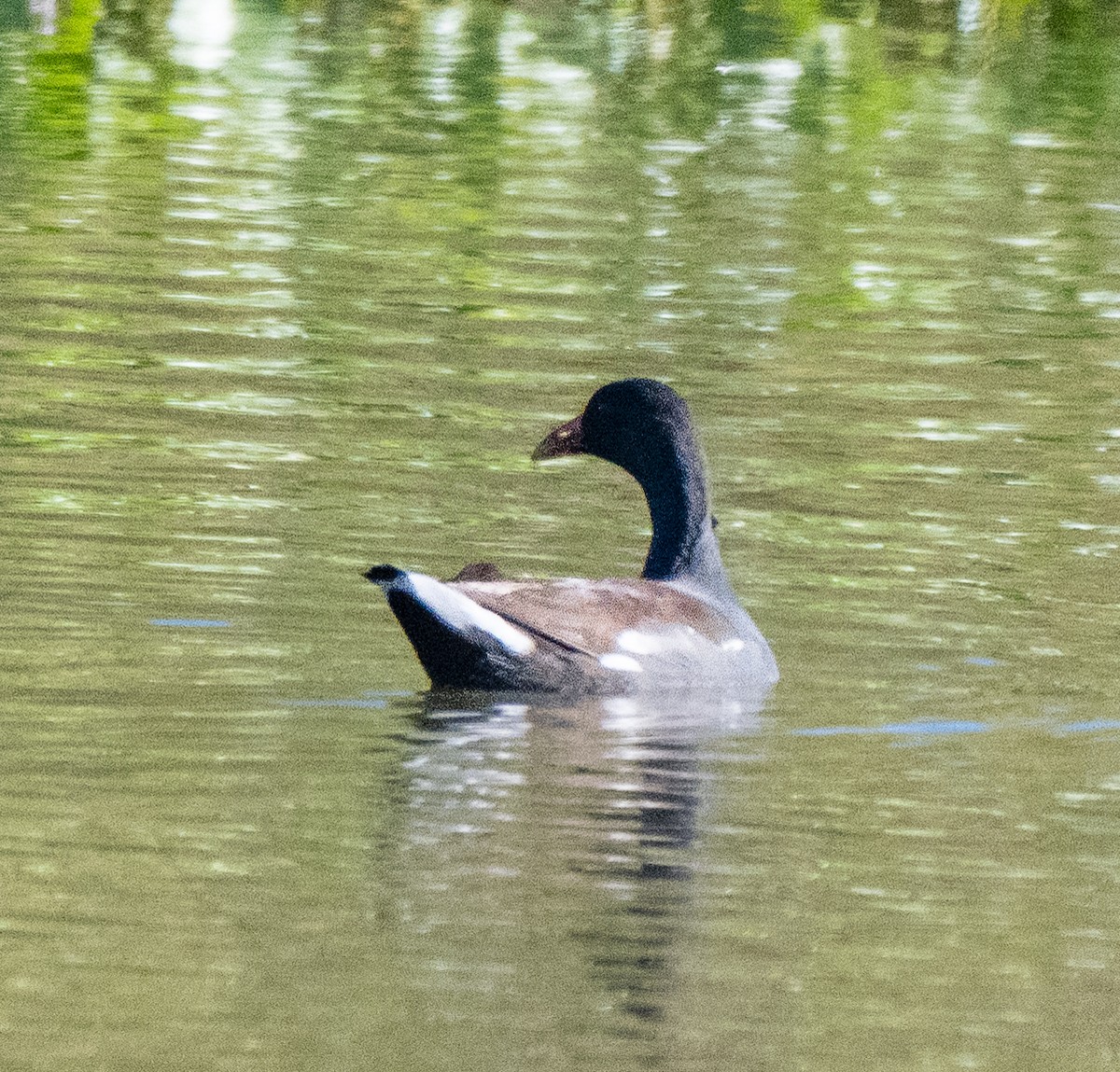 Common Gallinule - ML646474153