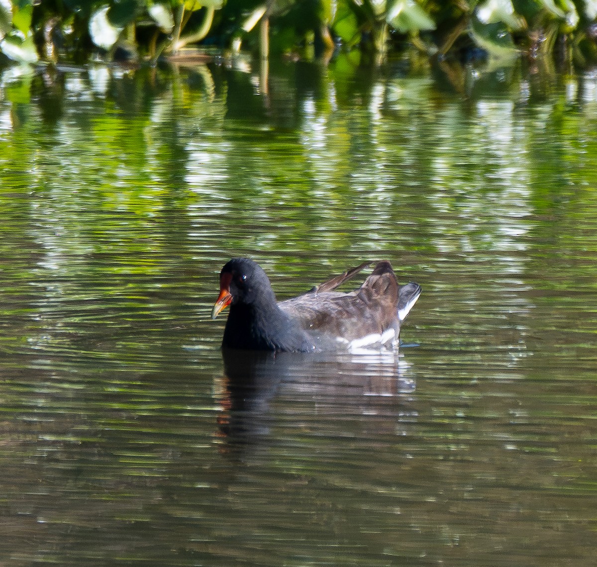 Common Gallinule - ML646474154