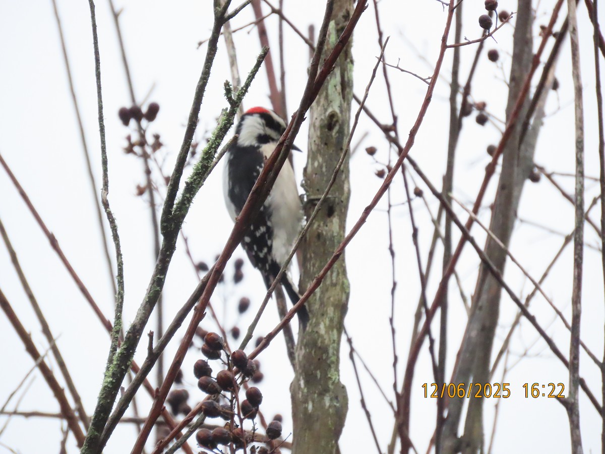 Downy Woodpecker - ML646474157