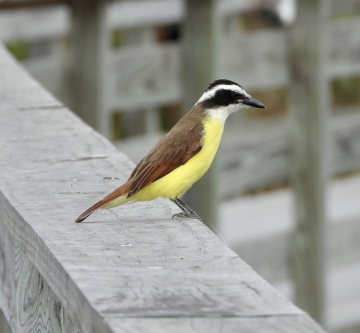 Great Kiskadee - ML646474161