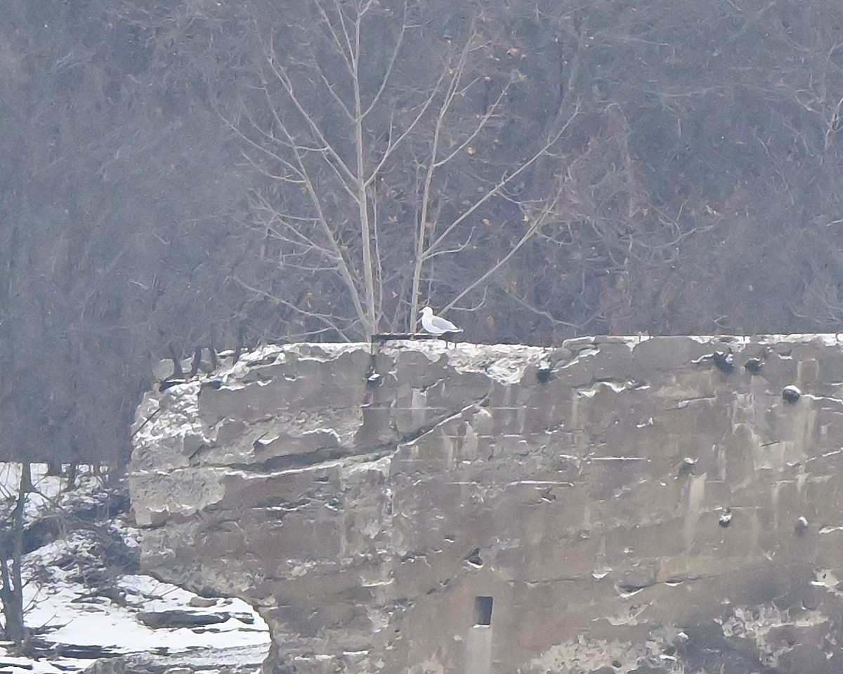 Möwe, unbestimmt - ML646474166