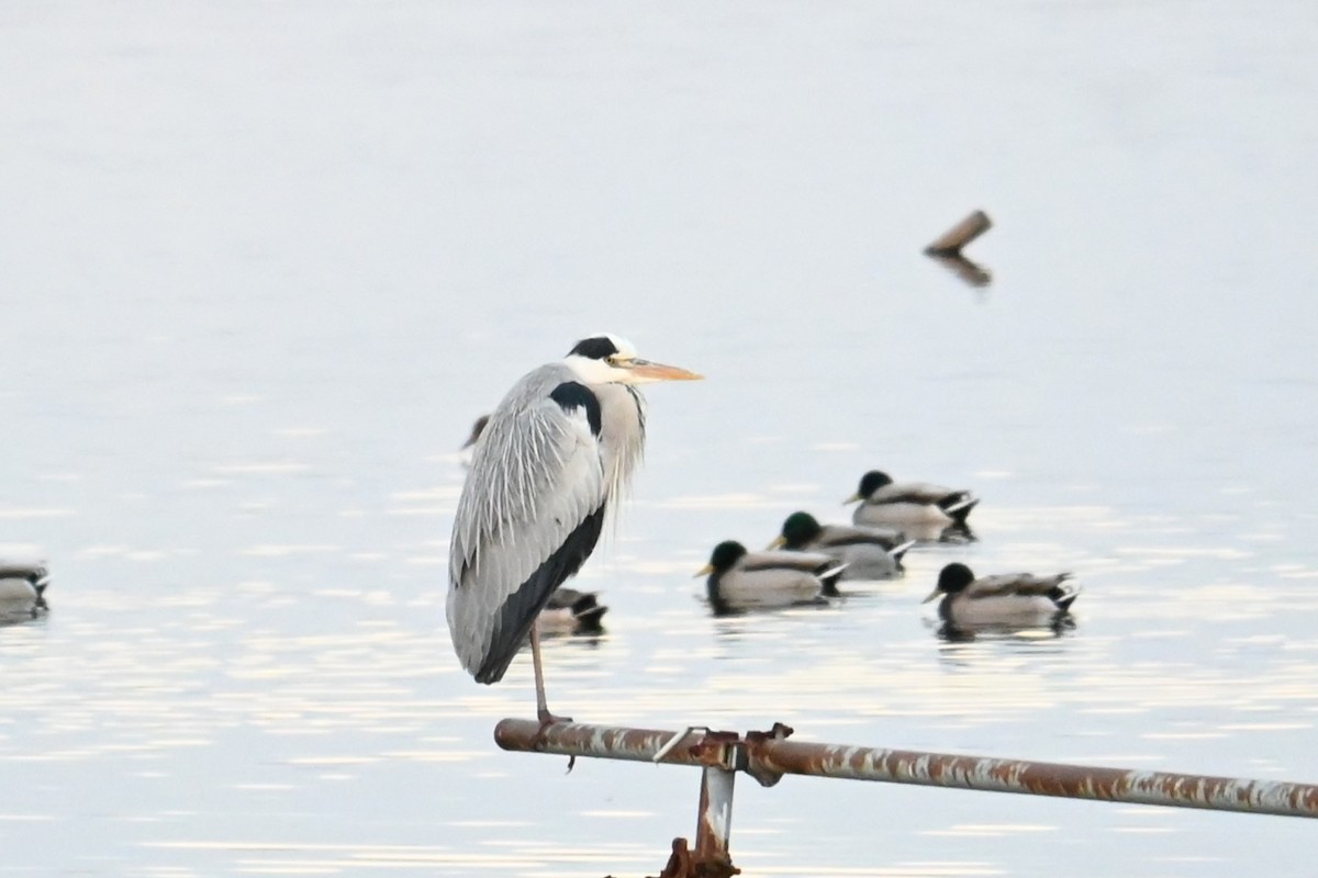 gråhegre - ML646474167