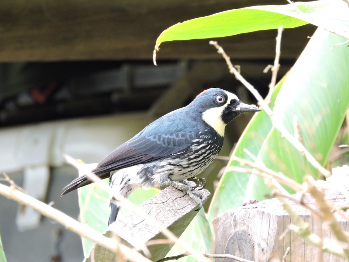 Acorn Woodpecker - ML646474173