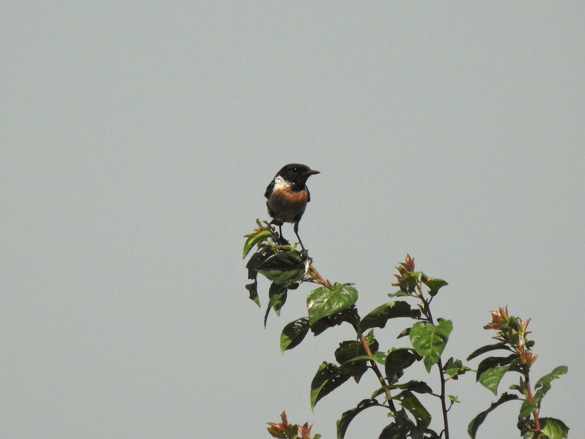 European Stonechat - ML646474174