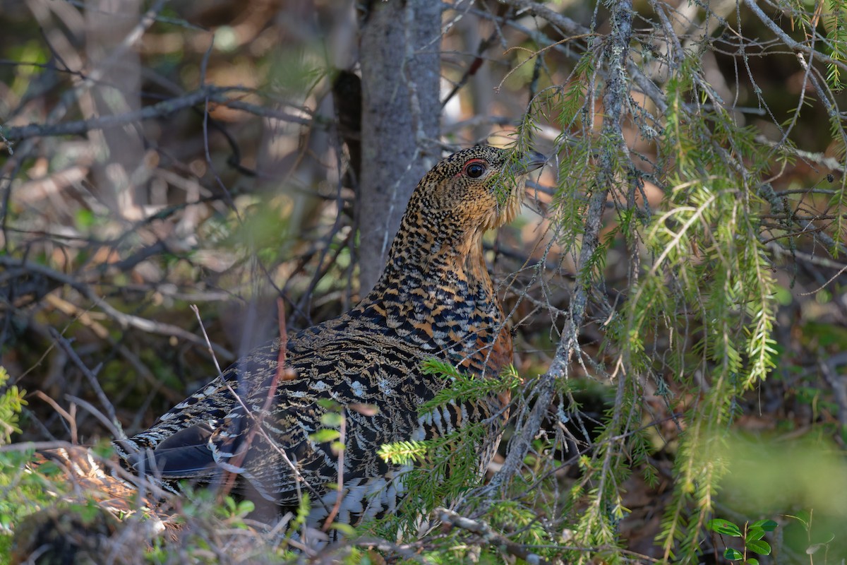 Western Capercaillie - ML646474177