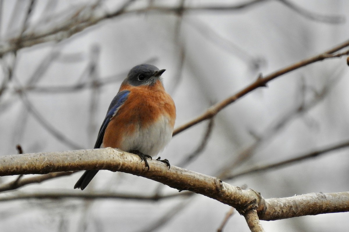 Eastern Bluebird - ML646474179