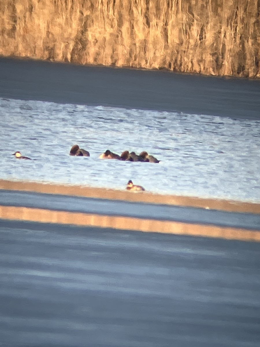 Redhead - ML646474180