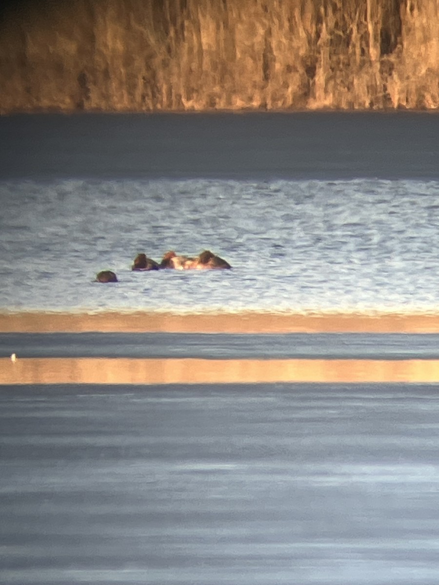 Redhead - ML646474181