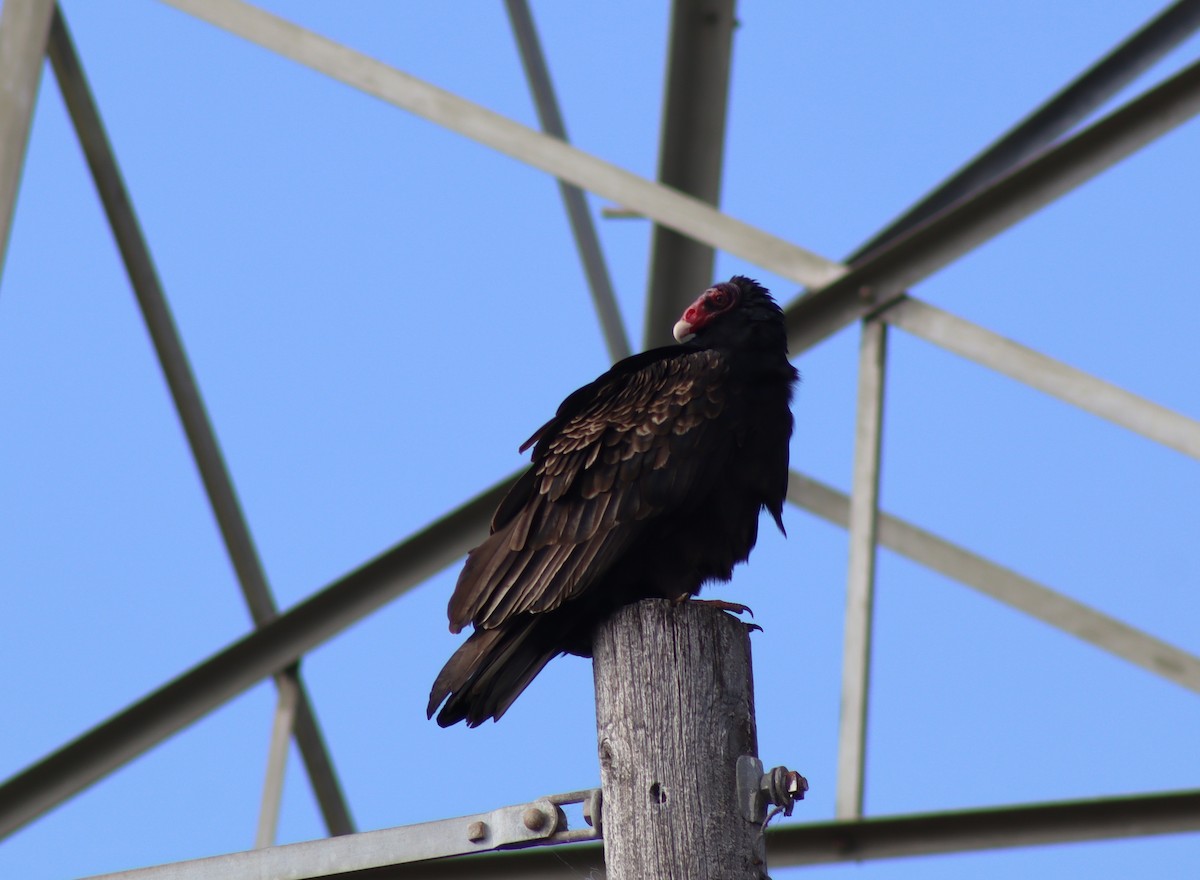 Turkey Vulture - ML646474182