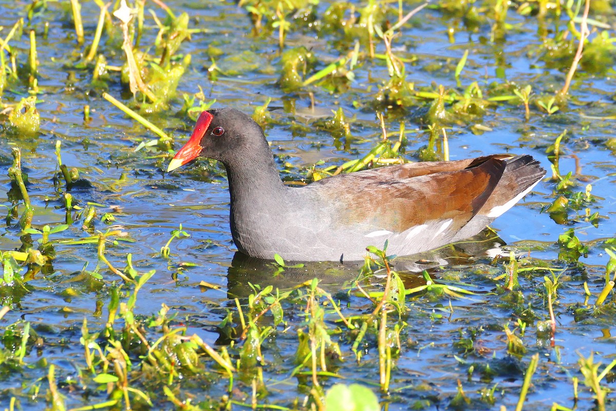 Common Gallinule - ML646474184
