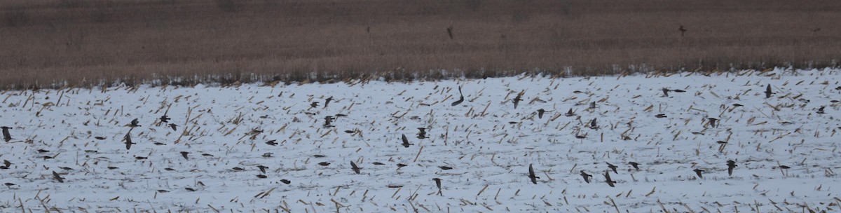 Horned Lark - ML646474186