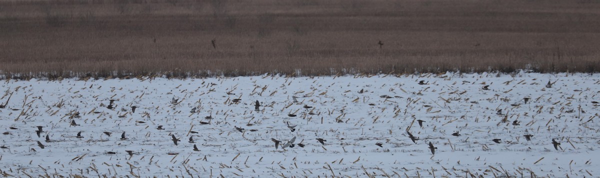 Horned Lark - ML646474187