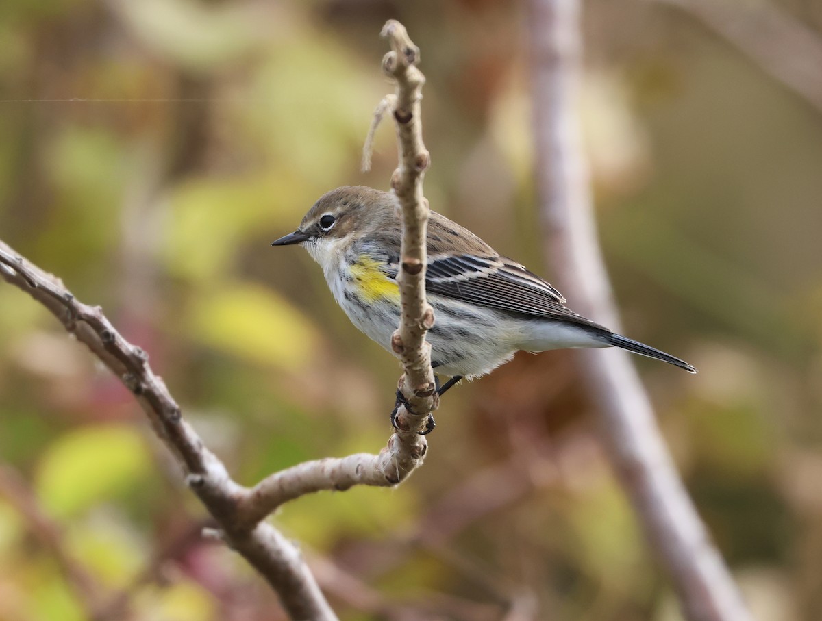 lesňáček žlutoskvrnný - ML646474189