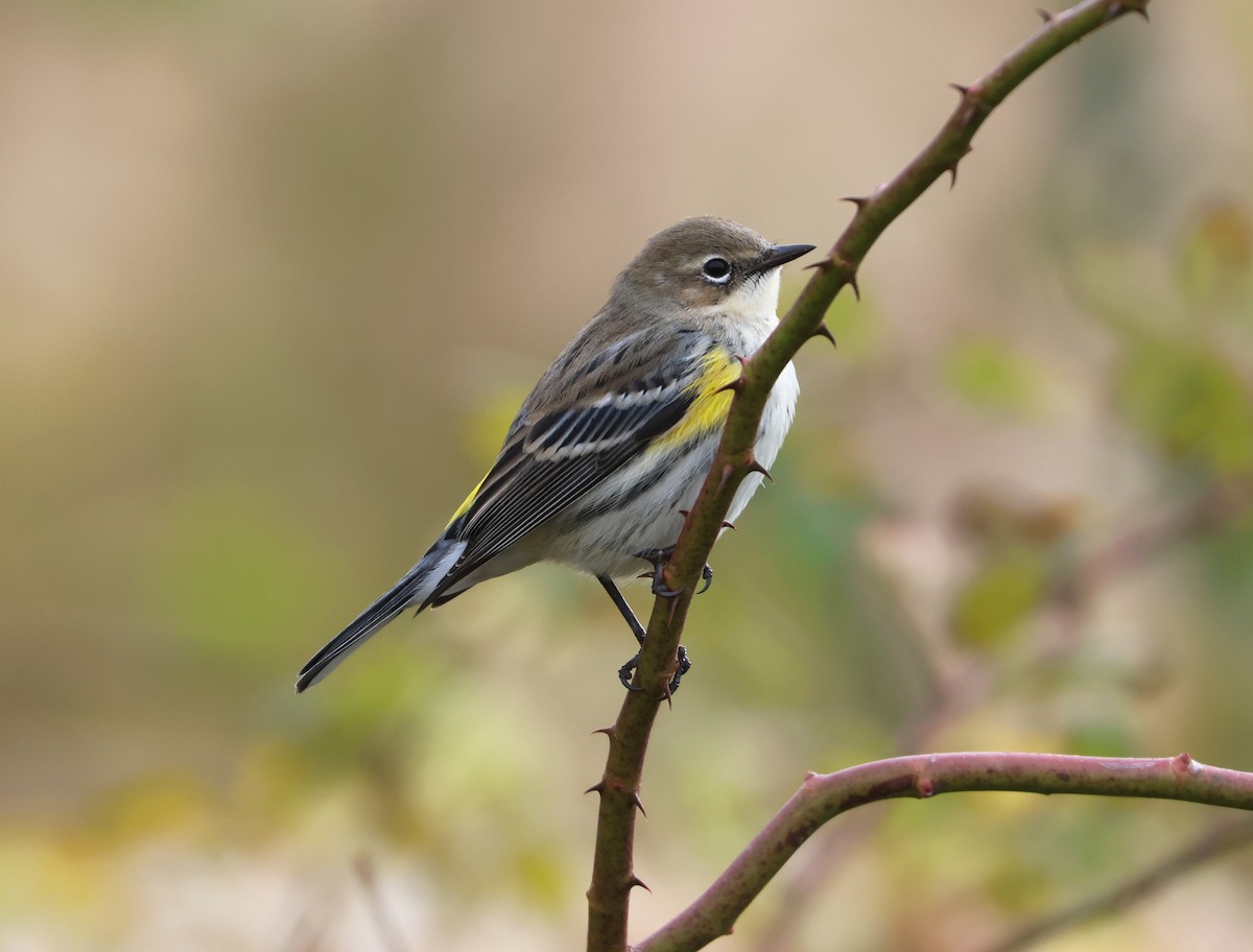 lesňáček žlutoskvrnný - ML646474190