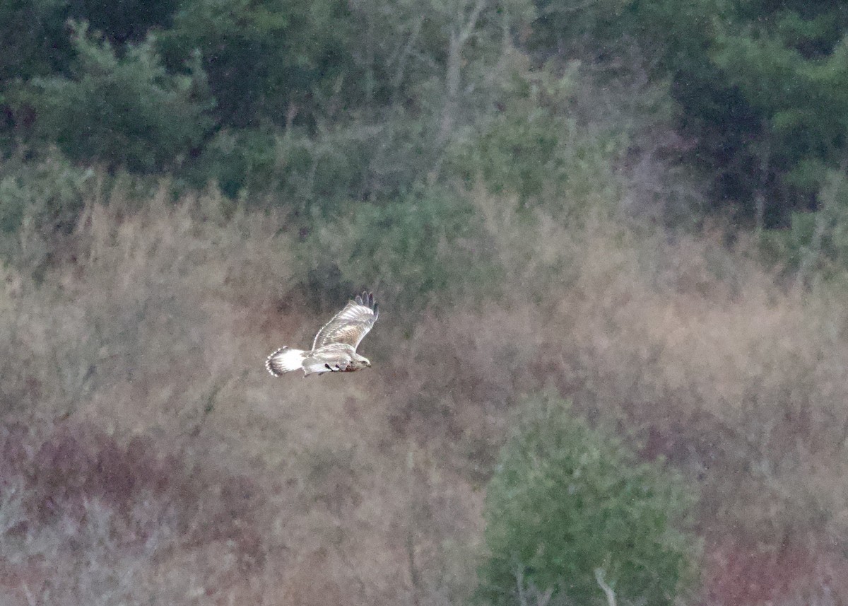 毛足鵟 - ML646474200