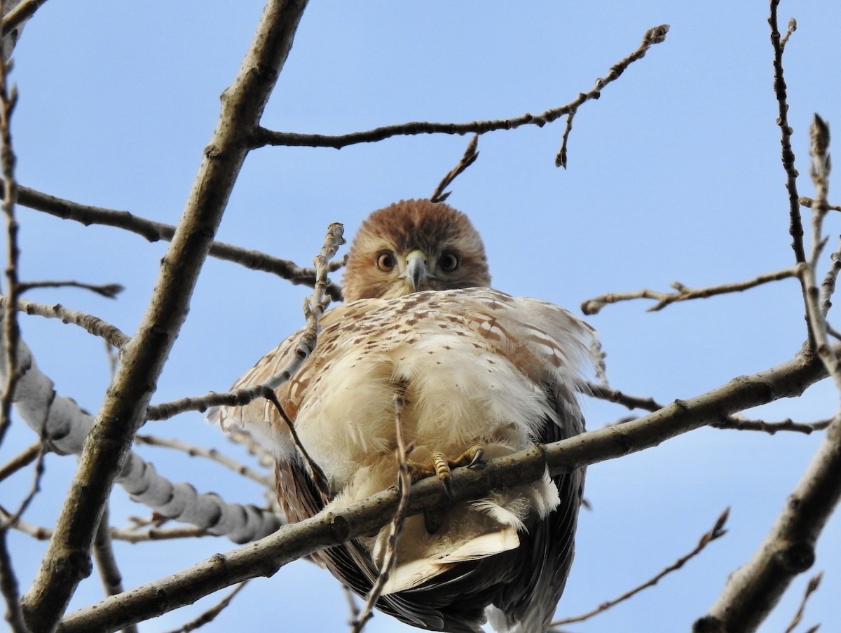Red-tailed Hawk - ML646474201