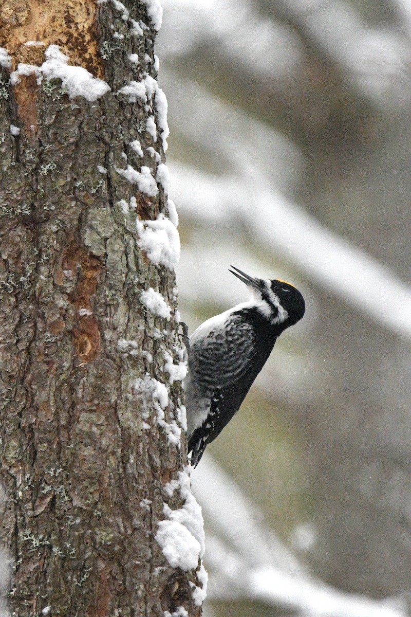 Pic à dos noir - ML646474204