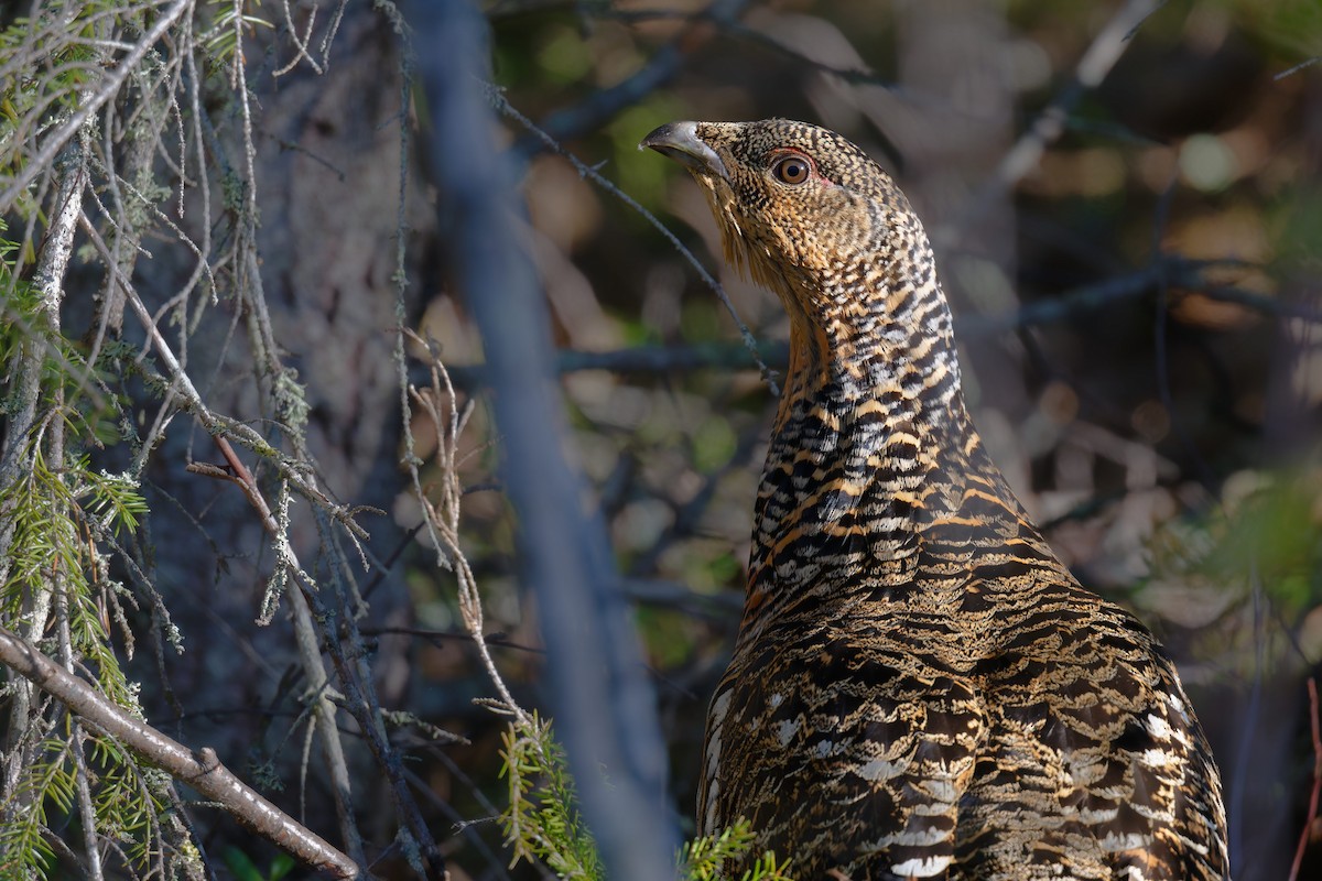 Western Capercaillie - ML646474205