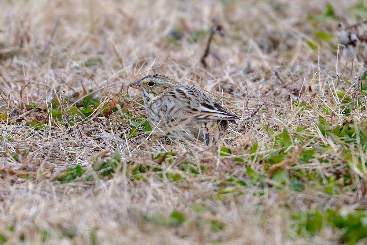 Savannah Sparrow (Ipswich) - ML646474206