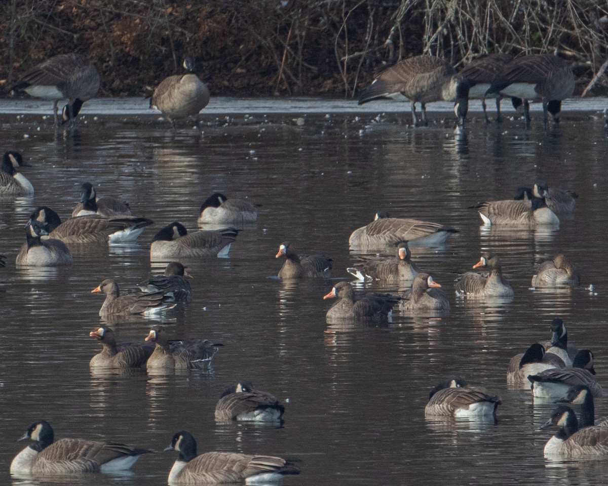 Greater White-fronted Goose - ML646474209