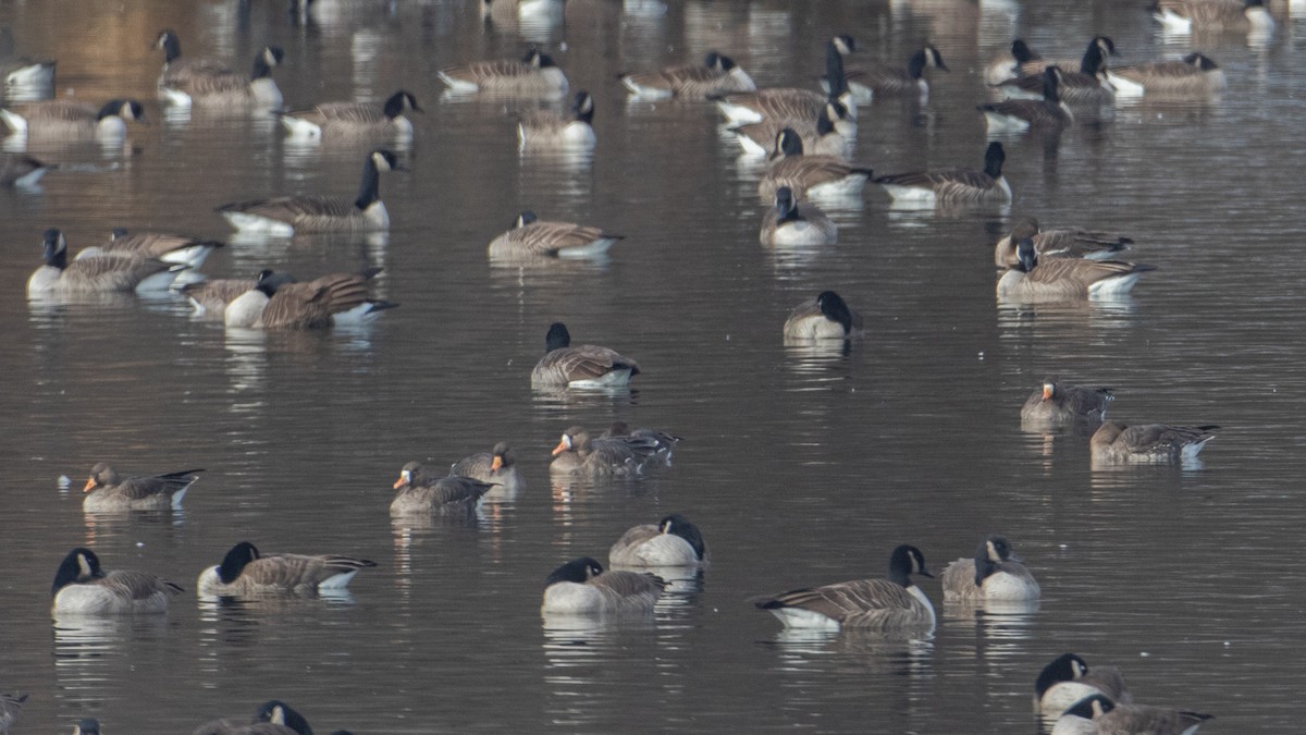 Greater White-fronted Goose - ML646474210