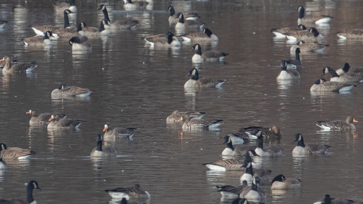 Greater White-fronted Goose - ML646474211