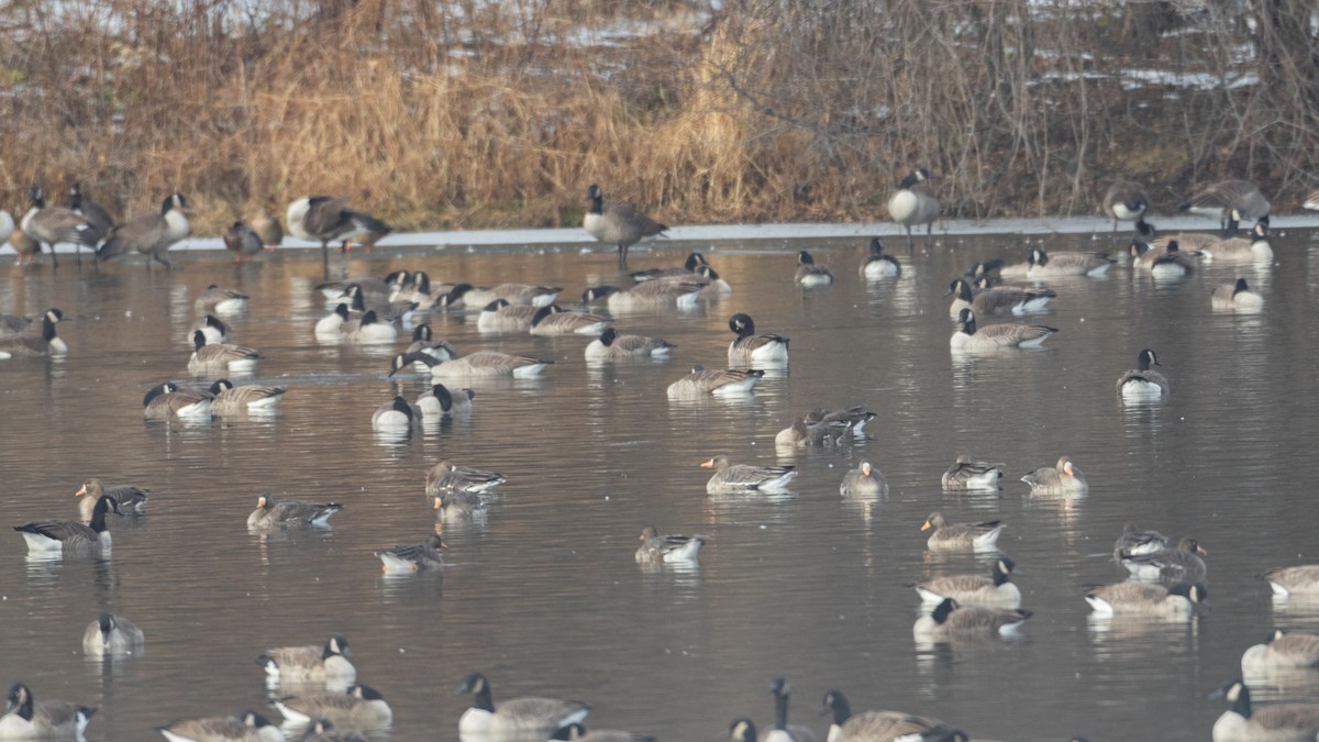 Greater White-fronted Goose - ML646474212