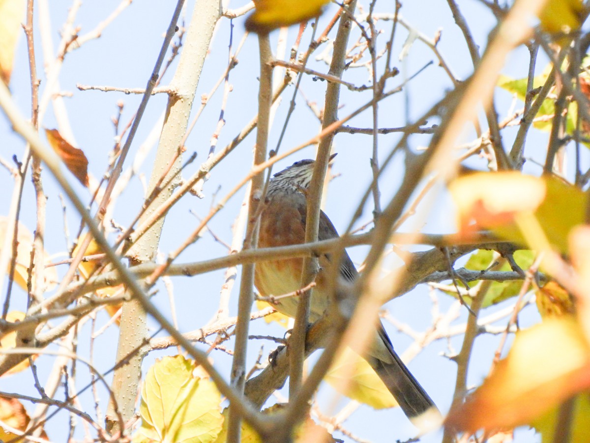 Rufous-backed Robin - ML646474220