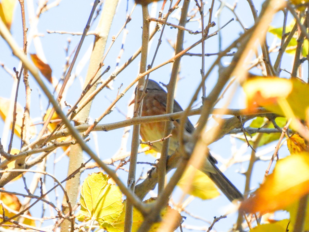 Rufous-backed Robin - ML646474221