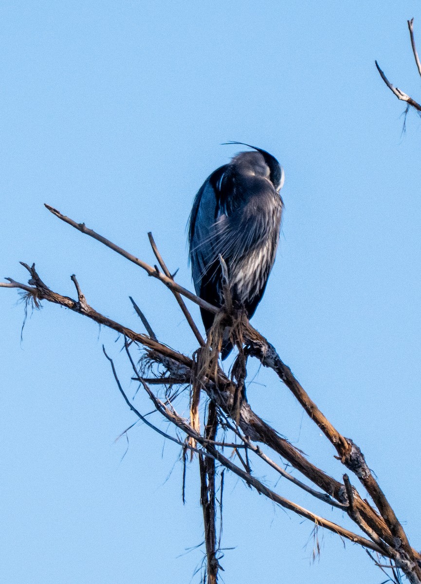 Great Blue Heron - ML646474222