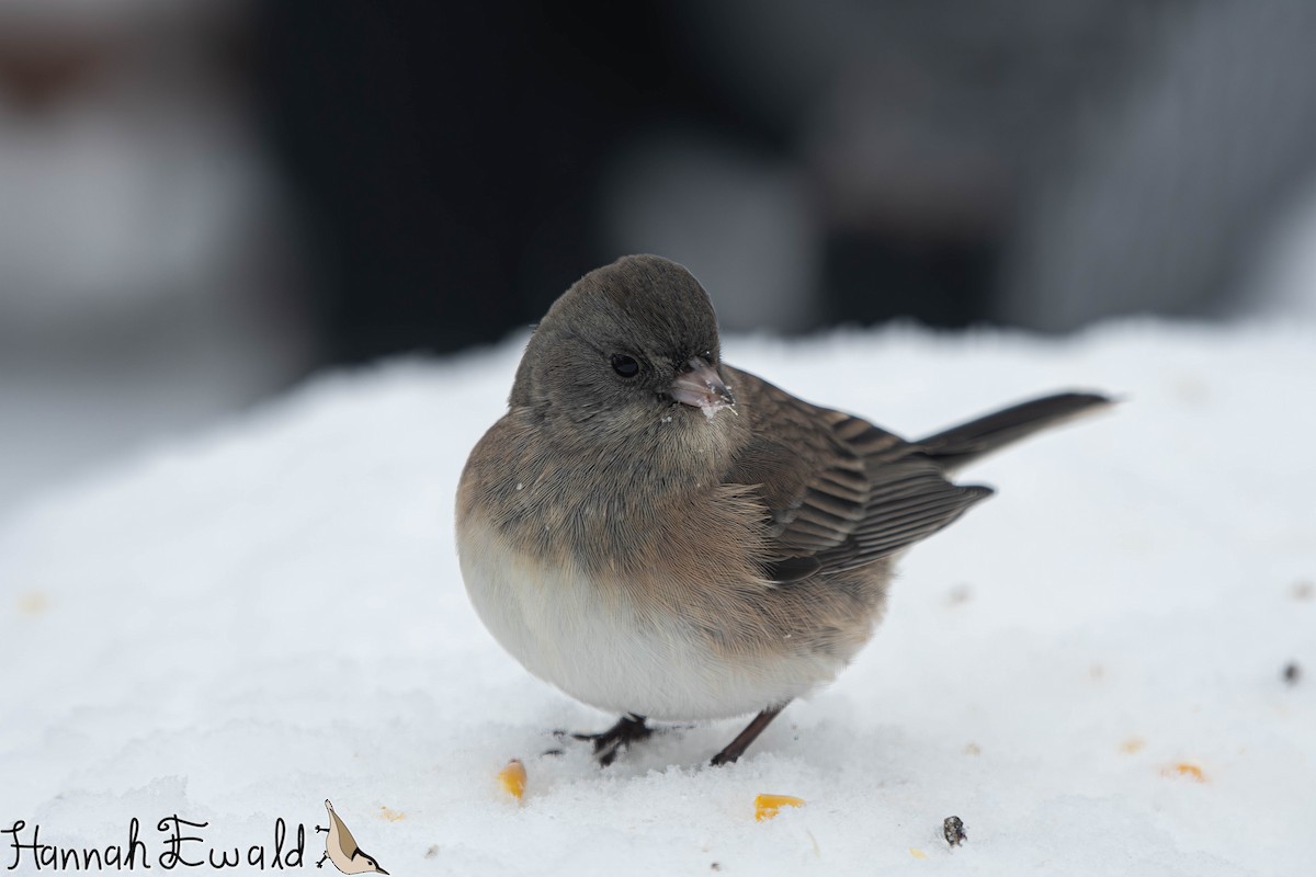 Dark-eyed Junco - ML646474223
