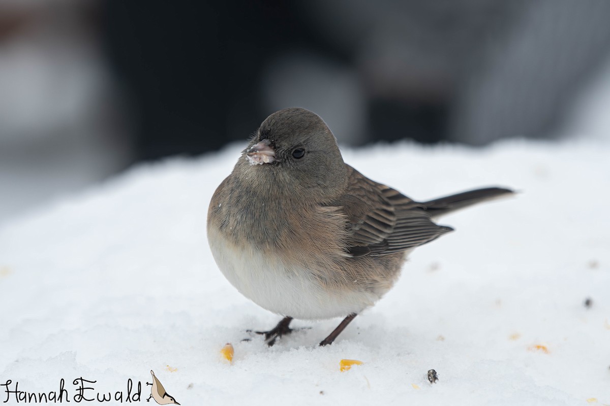 Dark-eyed Junco - ML646474224